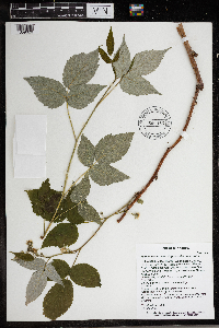 Rubus idaeus subsp. strigosus image