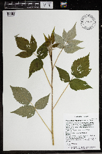 Rubus idaeus subsp. strigosus image