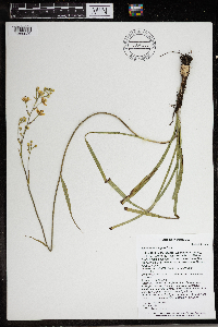 Zigadenus elegans image