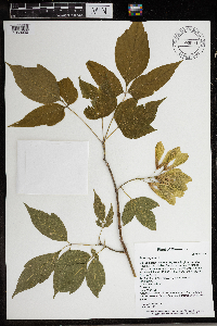 Image Associated With the Occurrence