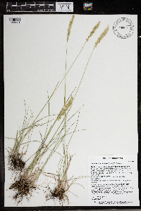 Koeleria macrantha image