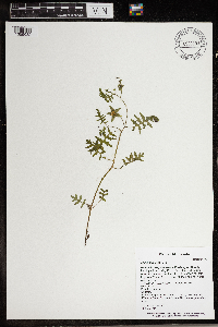 Ellisia nyctelea image