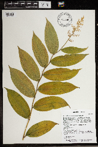 Maianthemum racemosum image