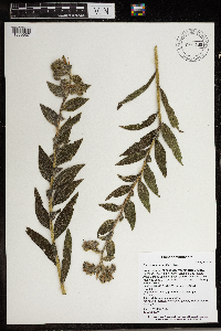 Onosmodium bejariense image