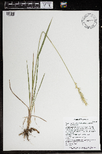 Elymus trachycaulus subsp. trachycaulus image