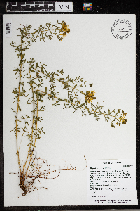 Hypericum perforatum image