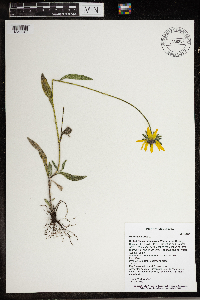Rudbeckia hirta var. pulcherrima image