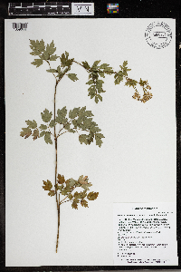 Thalictrum dasycarpum image