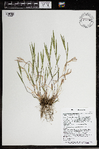 Dichanthelium acuminatum image