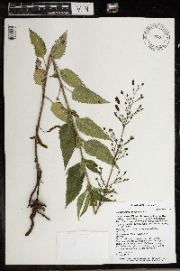 Scrophularia lanceolata image