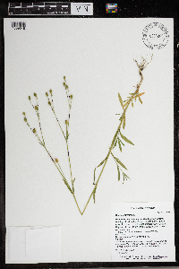 Silene antirrhina image