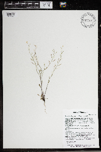 Arabidopsis lyrata subsp. lyrata image