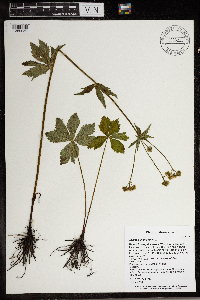 Sanicula marilandica image
