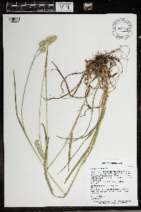 Dactylis glomerata image