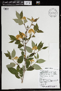 Cornus racemosa image