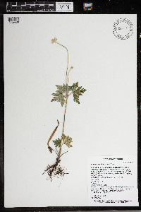 Anemone cylindrica image