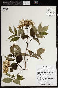 Sambucus nigra image