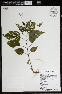Circaea canadensis subsp. canadensis image