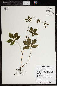 Sanicula marilandica image