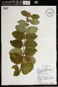 Symphoricarpos occidentalis image