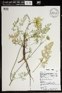 Daucus carota image