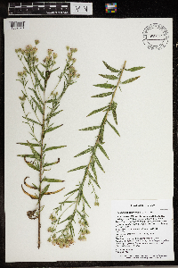 Brickellia eupatorioides var. corymbulosa image