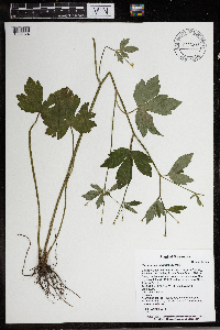 Ranunculus hispidus image