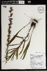 Liatris aspera image