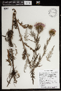 thumbnail image of current specimen