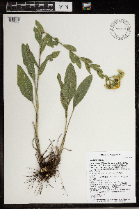 Solidago rigida image