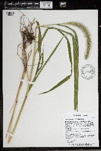 Setaria faberi image