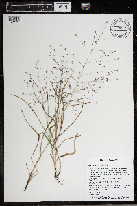 Eragrostis spectabilis image