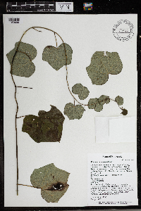 Menispermum canadense image