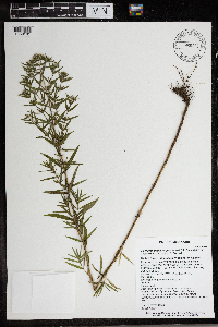 Pycnanthemum virginianum image