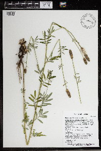 Dalea candida image