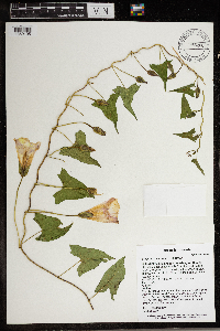 Calystegia sepium image