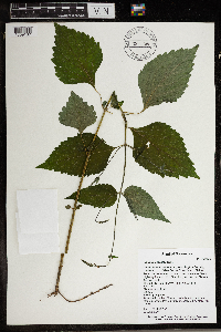 Phryma leptostachya image