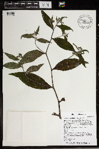 Hackelia virginiana image