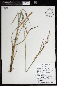 Sorghastrum nutans image