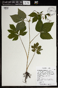 Cryptotaenia canadensis image