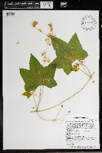 Echinocystis lobata image