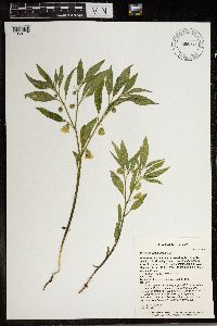 Physalis virginiana image