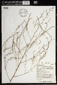Asparagus officinalis image