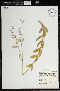Silene csereii image