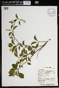 Celastrus scandens image