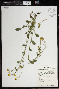 Barbarea vulgaris image
