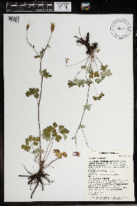 Aquilegia canadensis image