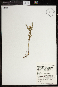 Comandra umbellata image