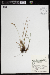 Carex inops image
