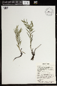 Lithospermum incisum image